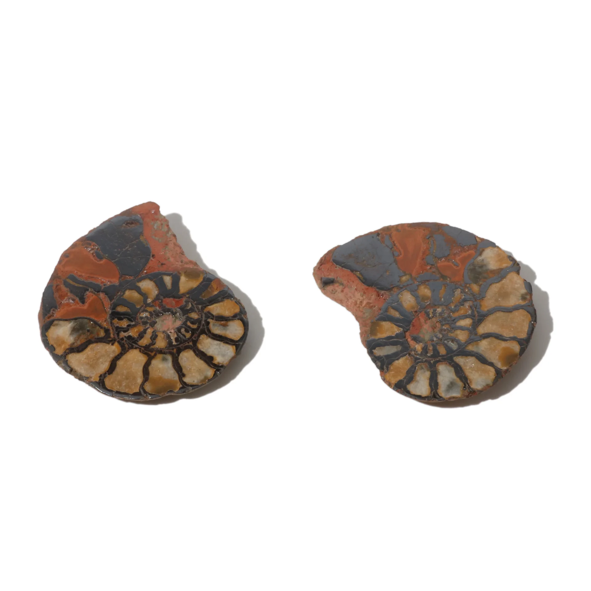 Ammonite fossile pyritisée (paire de moitiés polies)