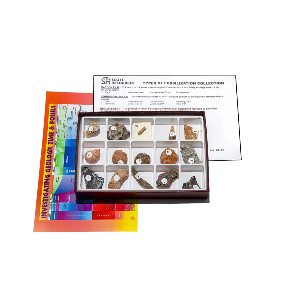 Ensemble Types de fossilisation