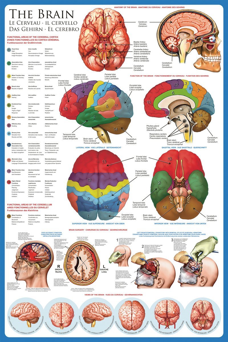 Le cerveau - Affiche