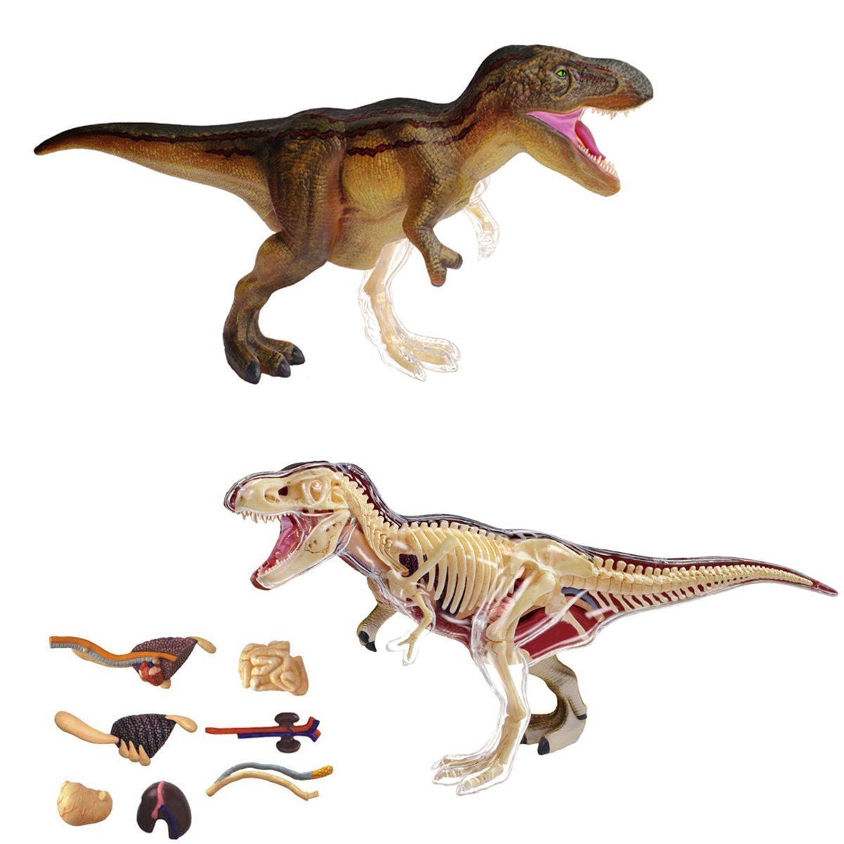 Modèle 4D Tyrannosaure Rex