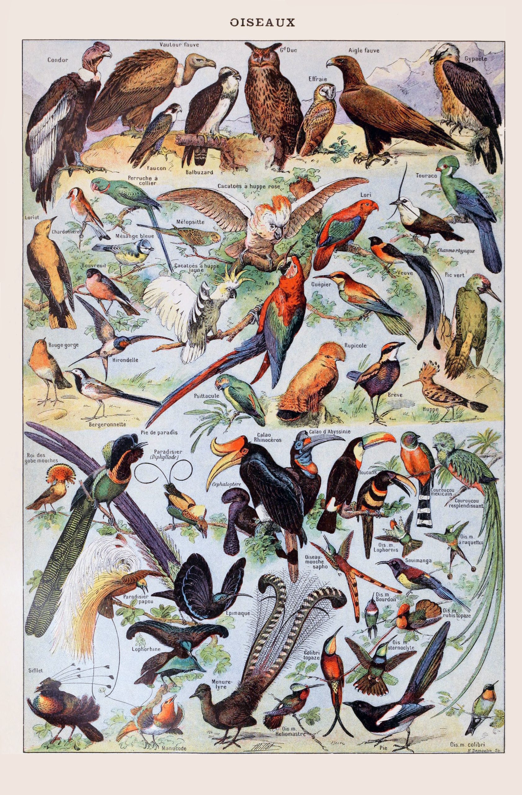 Affiches rétro oiseaux