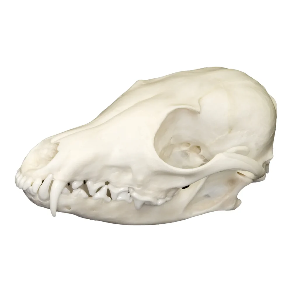 Crâne de renard Vulpes vulpes | Spécimen Naturel Authentique