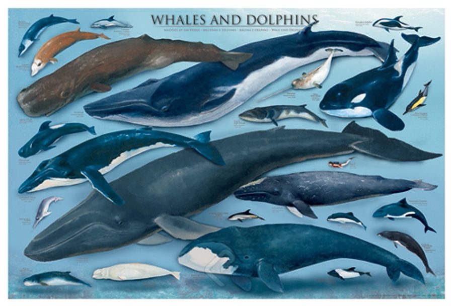 Baleines et dauphins - Affiche