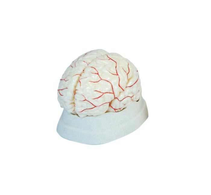 Modèle du cerveau (blanc) -liquidation