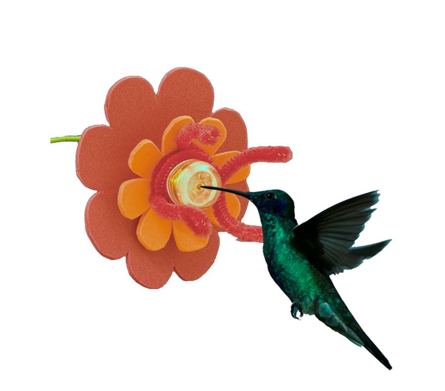 Activité pour nourrir les colibris