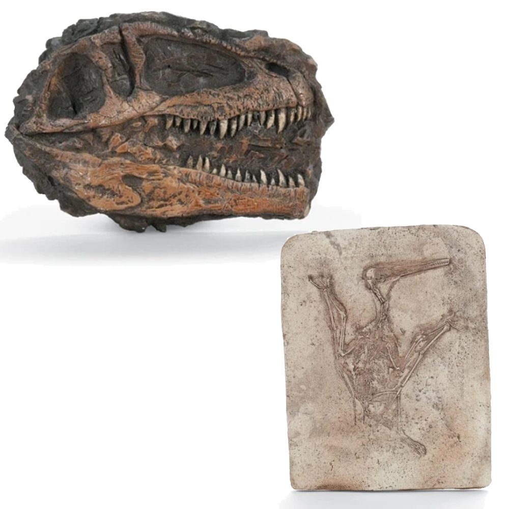 Plaques répliques de squelettes de dinosaures fossilisés