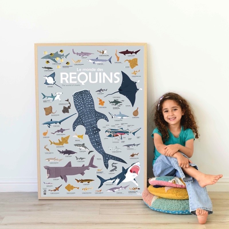 Affiche découverte des requins et autocollants