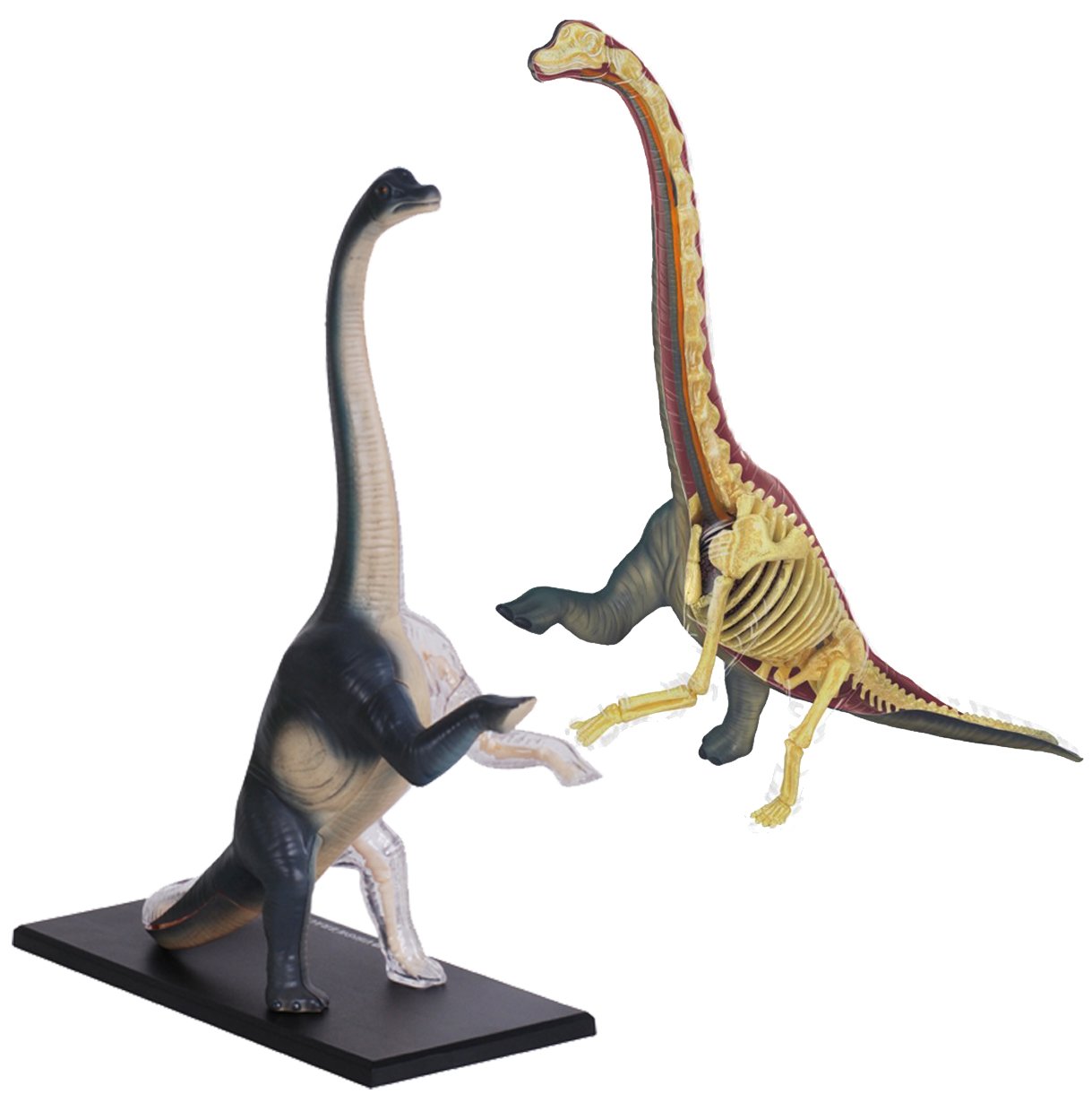 Modèle 4D brachiosaure