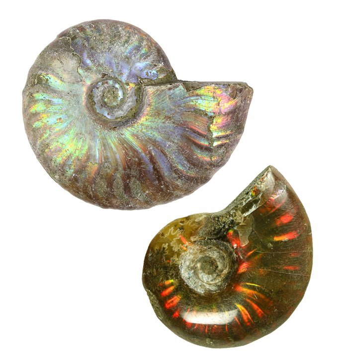 Ammonite fossile iridescente