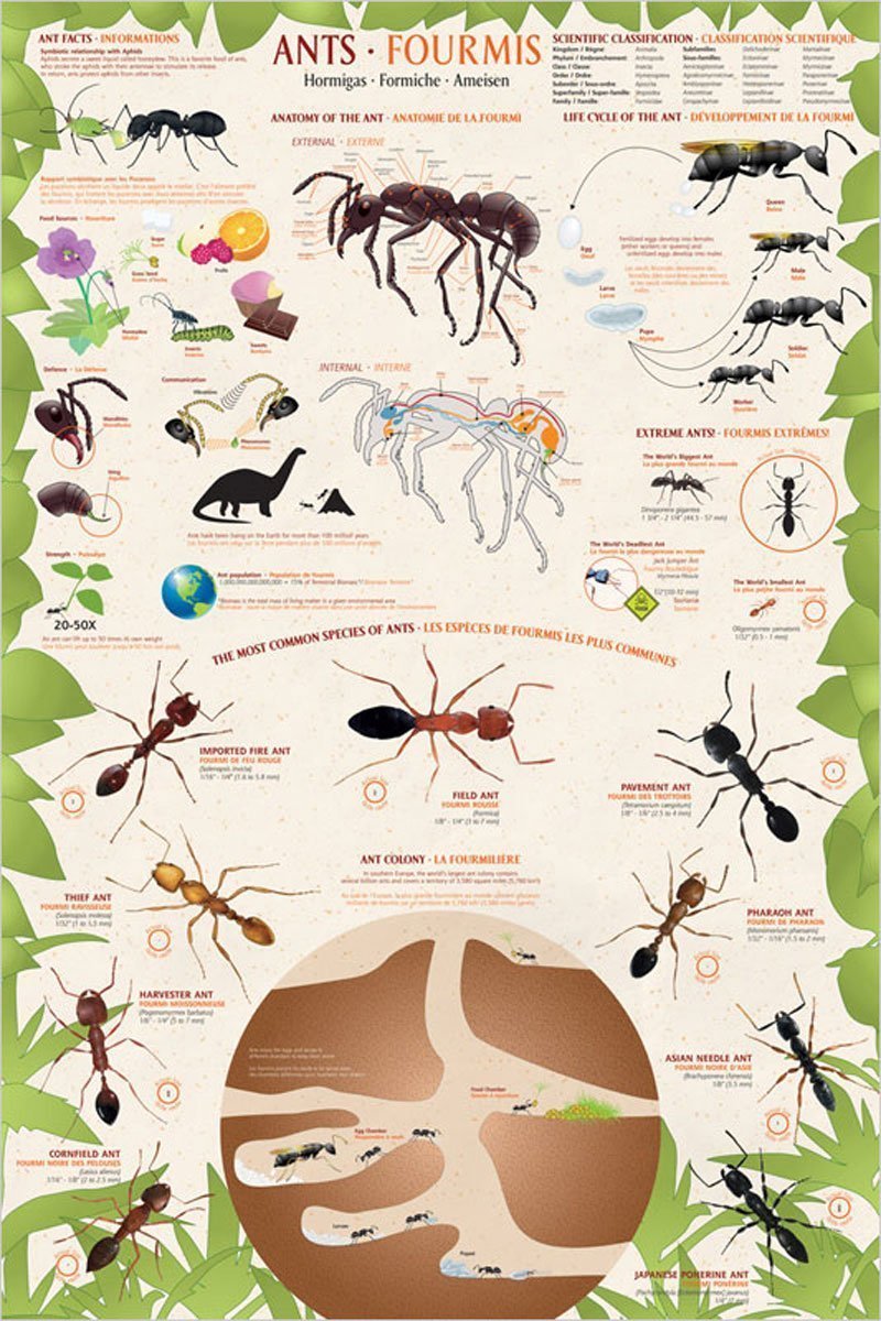 Fourmis - Affiche