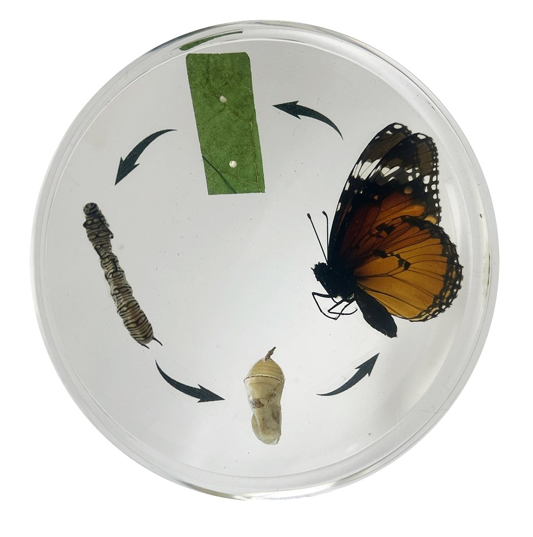 Mini Cycle de vie d'insectes - Papillon