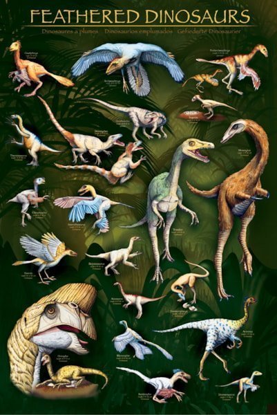 Dinosaures à plumes - Affiche