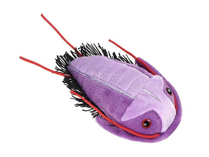 Microbes géants - Trilobite fossile