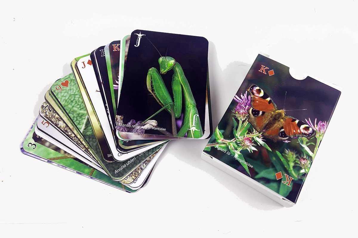 Jeu de carte insectes et amis