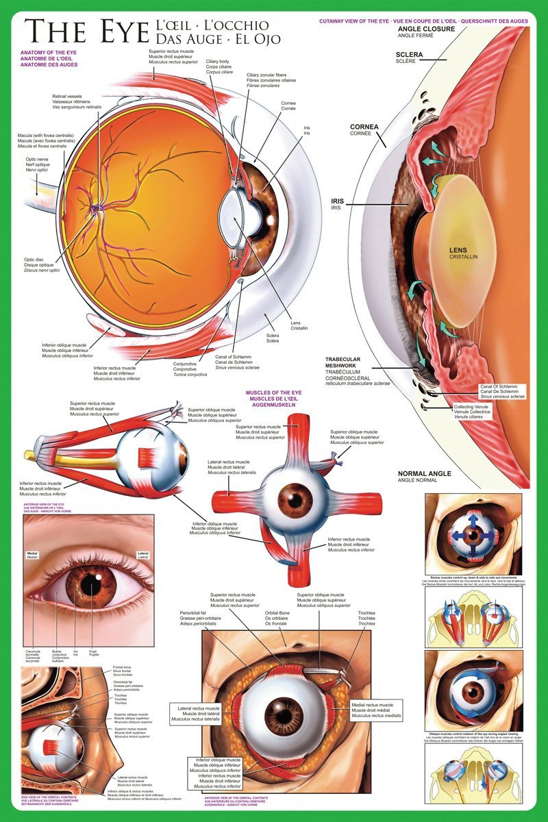 L'oeil - Affiche