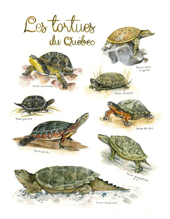 Affiche éducative Mathilde Cinq-Mars Tortues du Québec