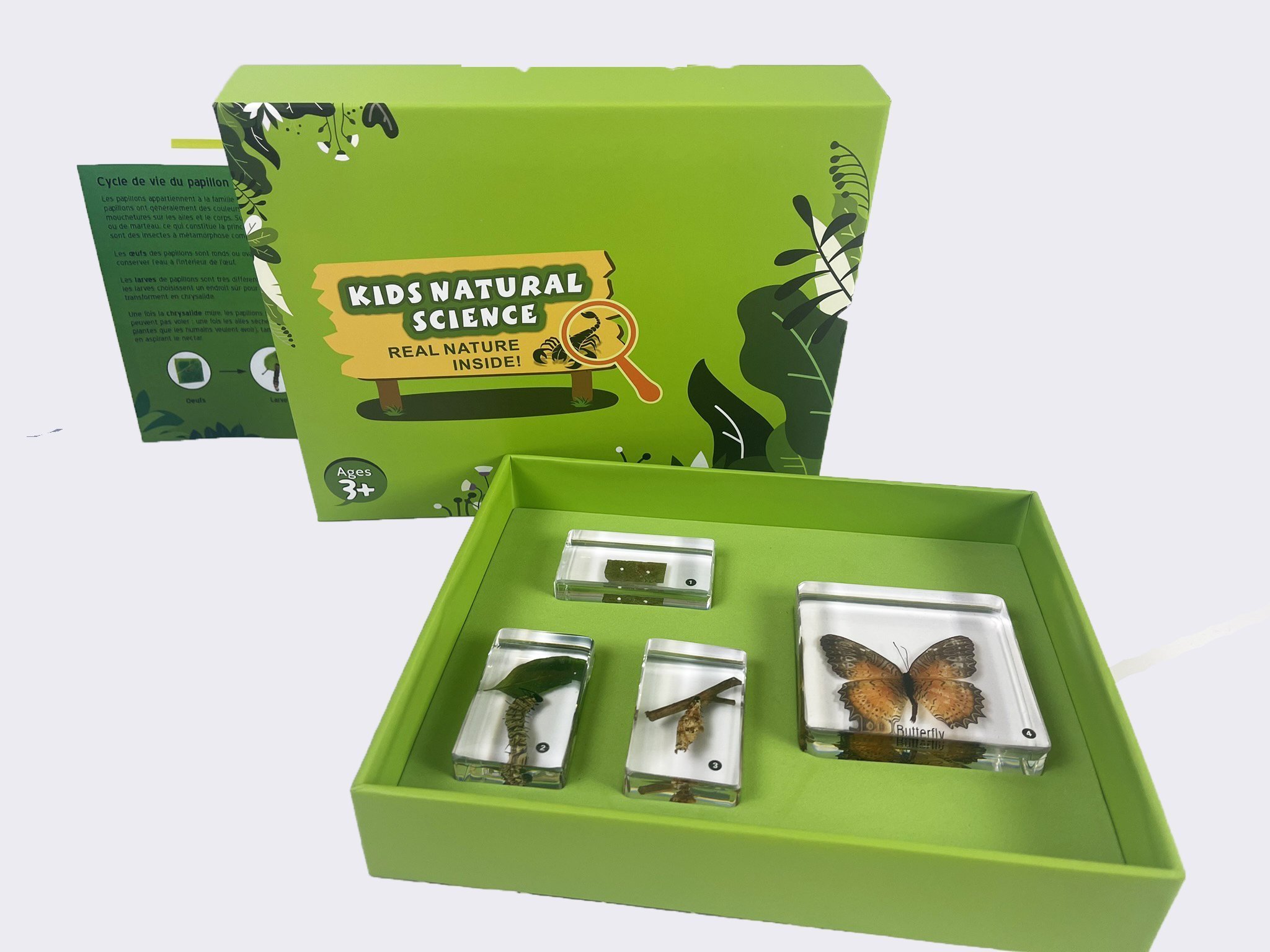Cycles de vie d'insectes - Papillon
