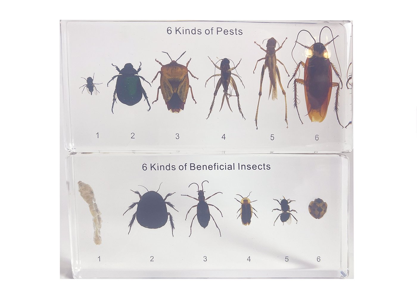 Insectes bénéfiques et nuisibles