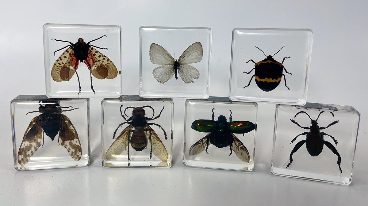 Collection de 7 insectes