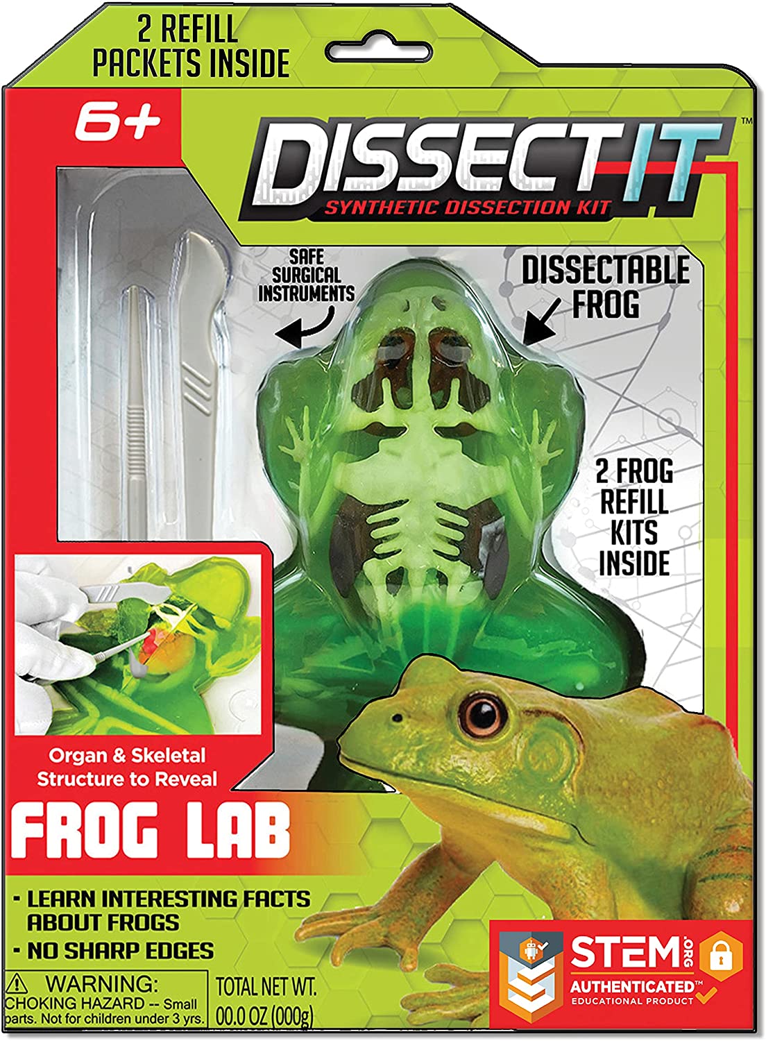 Modèle à disséquer - Grenouille