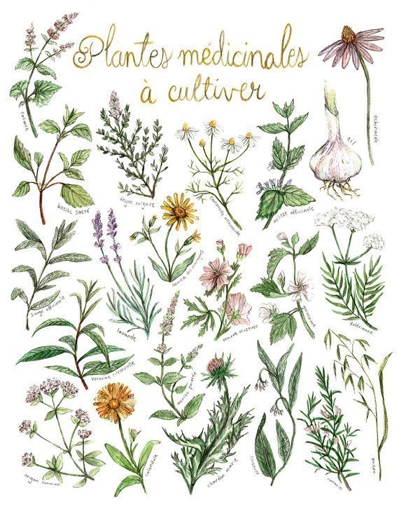 Affiche éducative Mathilde Cinq-Mars Plantes médicinales