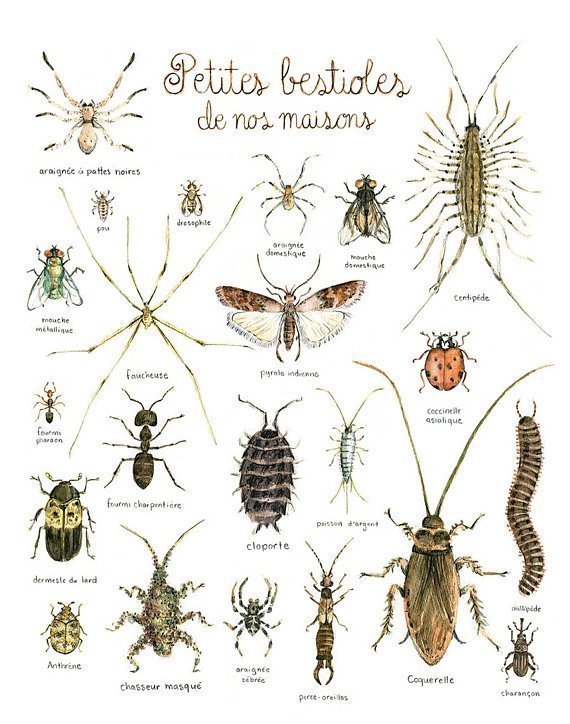 Affiche éducative Mathilde Cinq-Mars Bestioles de maison
