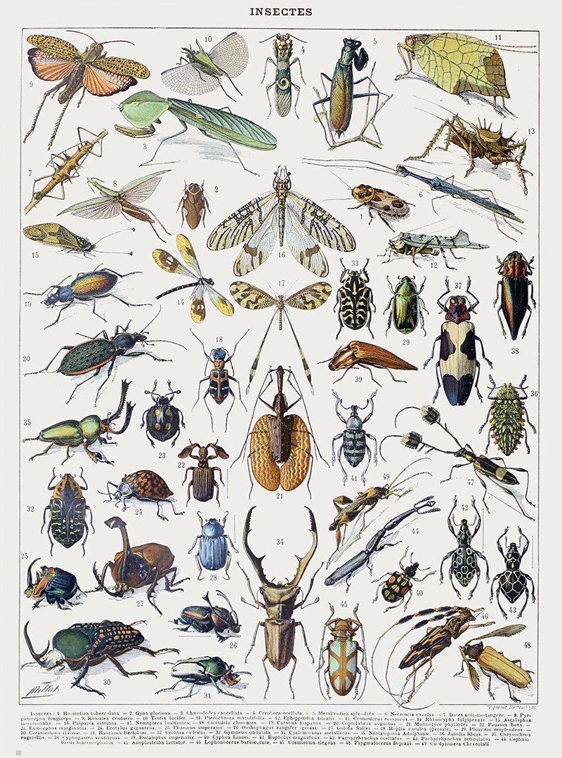 Affiches rétro insectes