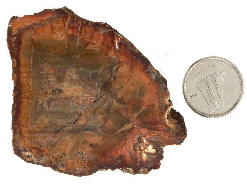 Tranche de bois fossilisé