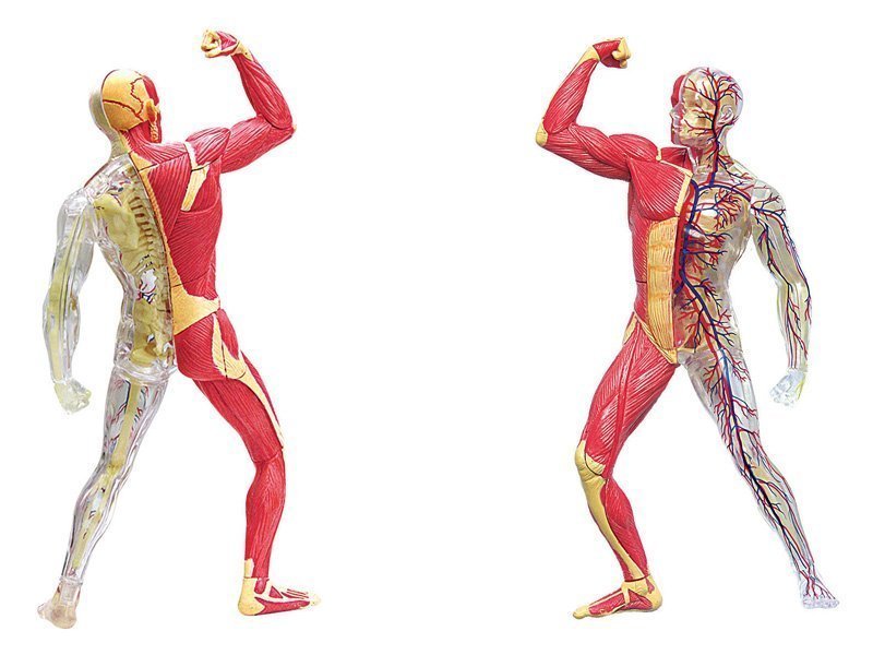 Modèle anatomique muscles et squelette