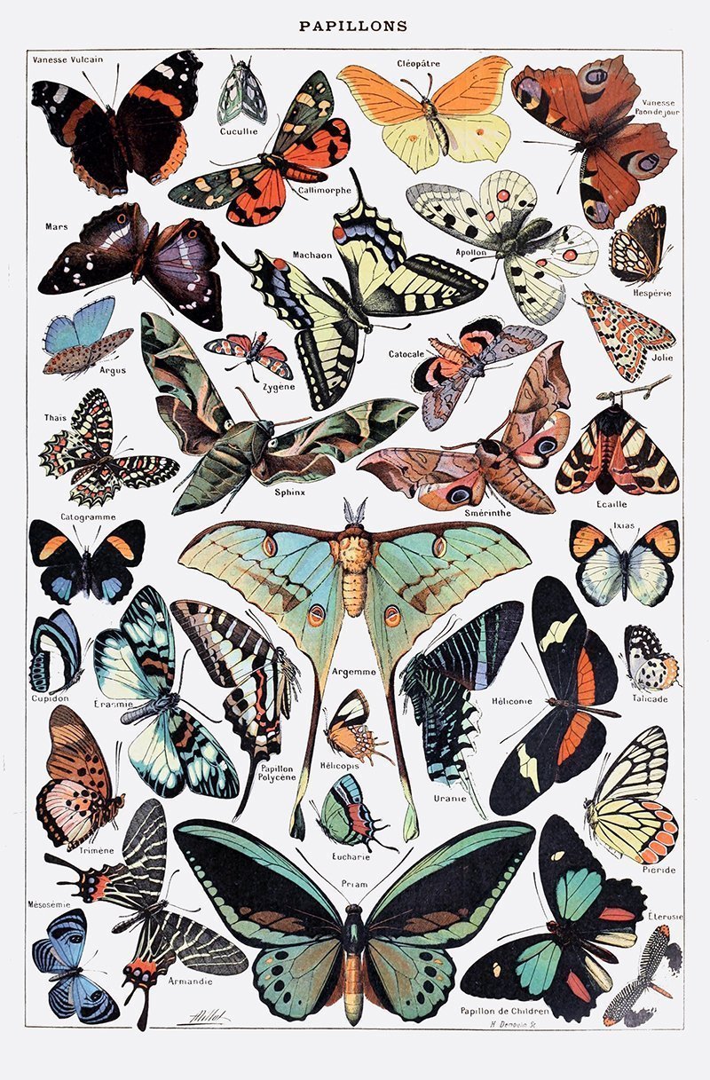 Affiches rétro papillons