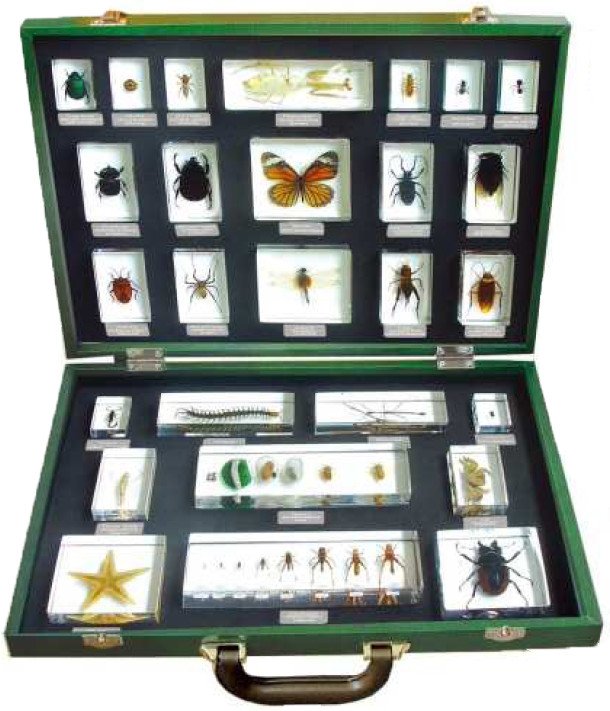 Coffret de luxe 27 spécimens d'insectes