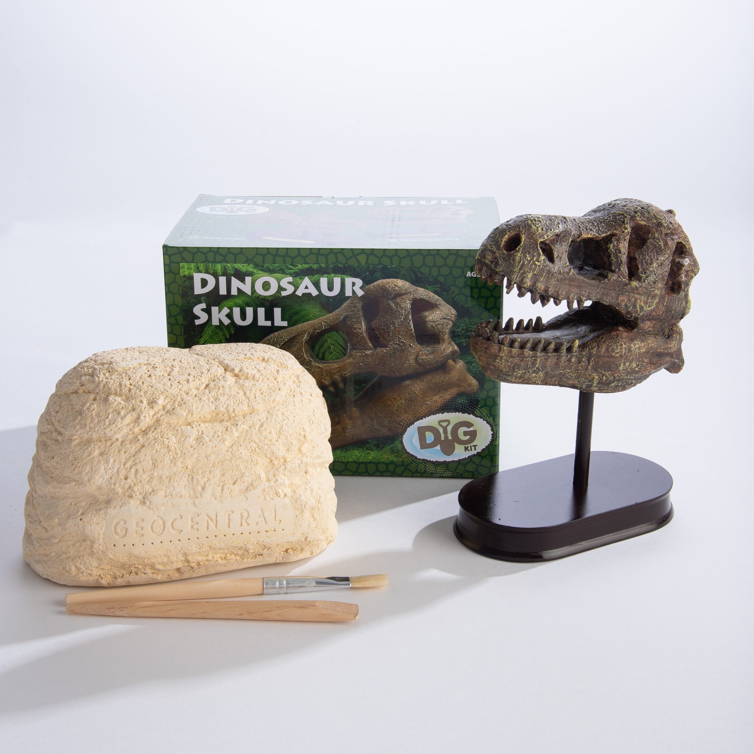 Crâne de dinosaures à excaver