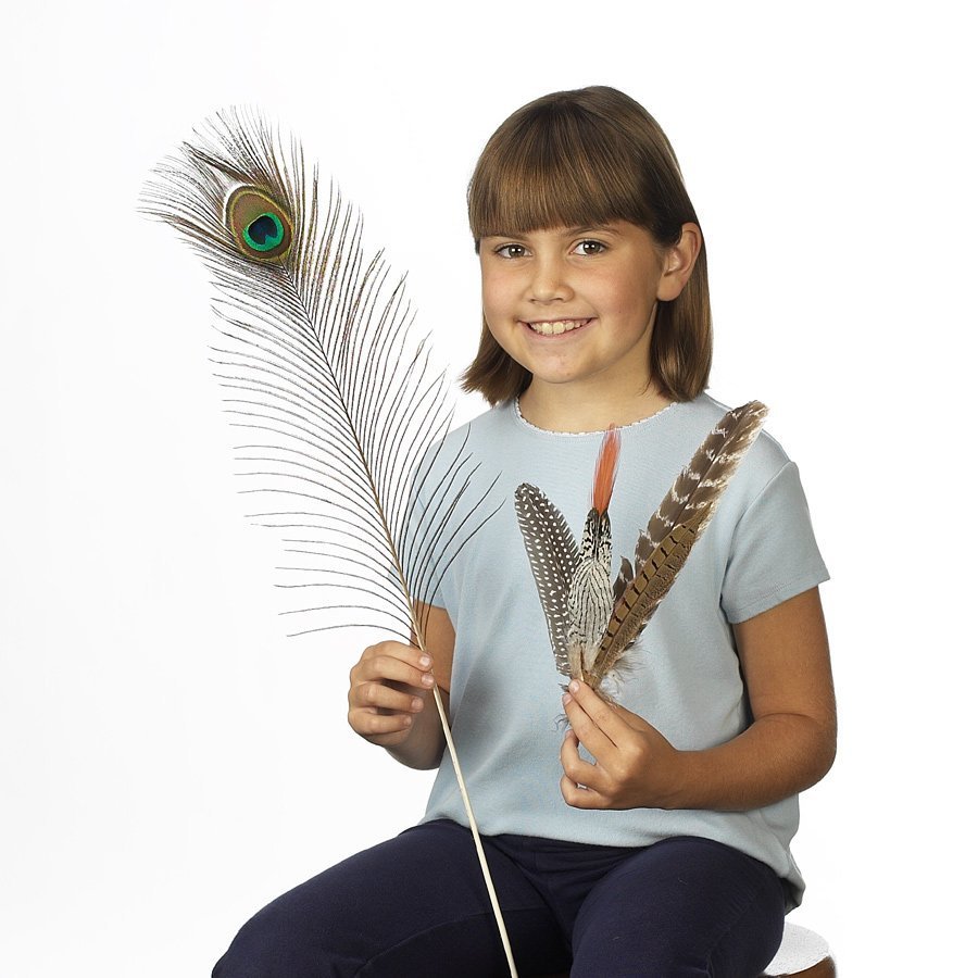 Activité de découverte sur les plumes