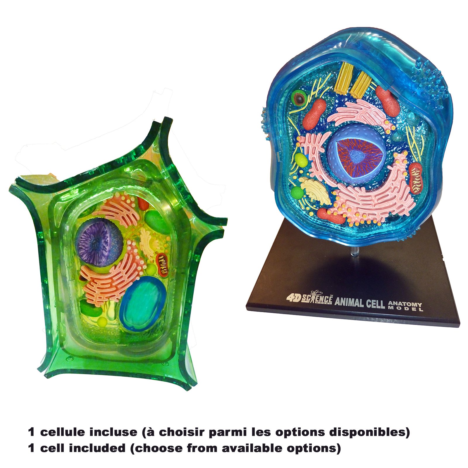 Modèle 3D de cellules avec pièces détachables - cellule végétale et cellule animale