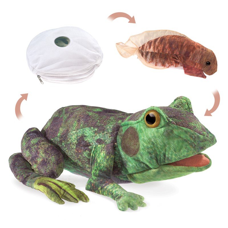 Marionnette cycle de vie de la grenouille