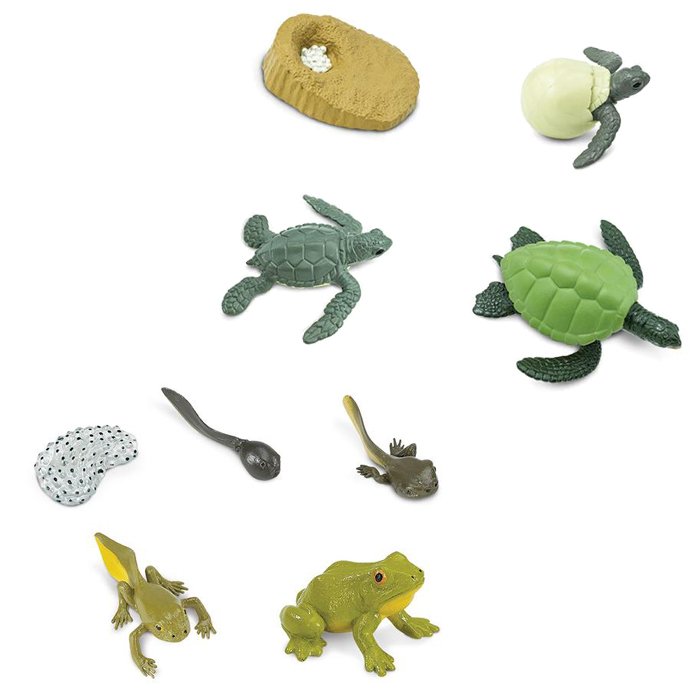 Cycles de vie animaux - tortue marine, grenouille et saumon