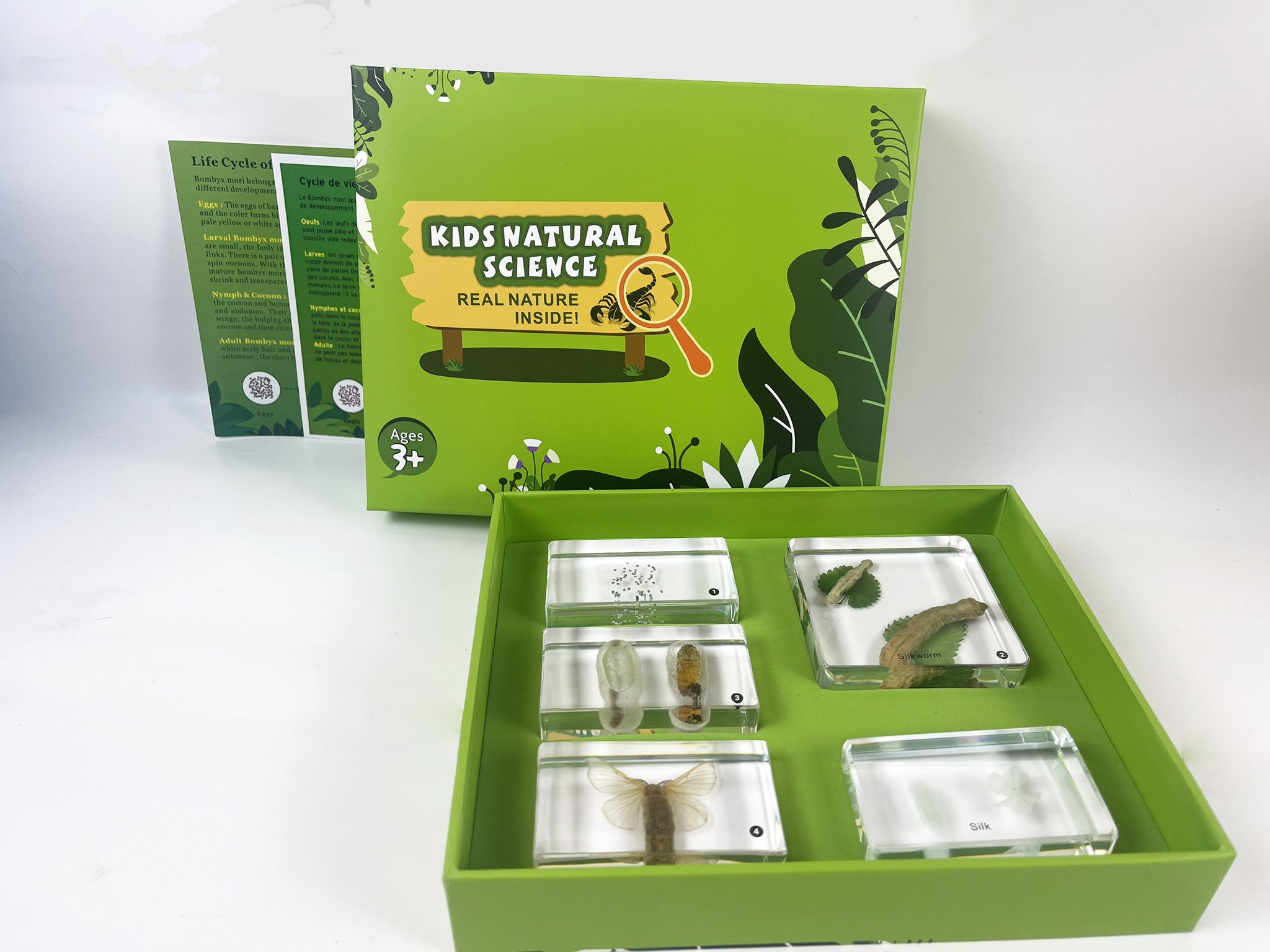 Cycles de vie d'insectes - Ver de soie