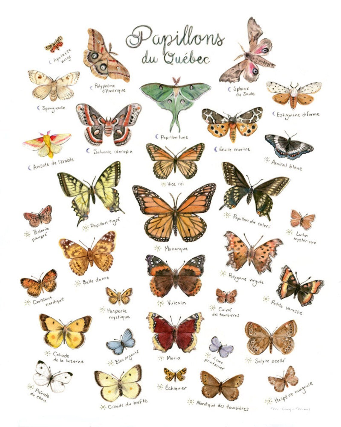 Affiche éducative Mathilde Papillons du Québec