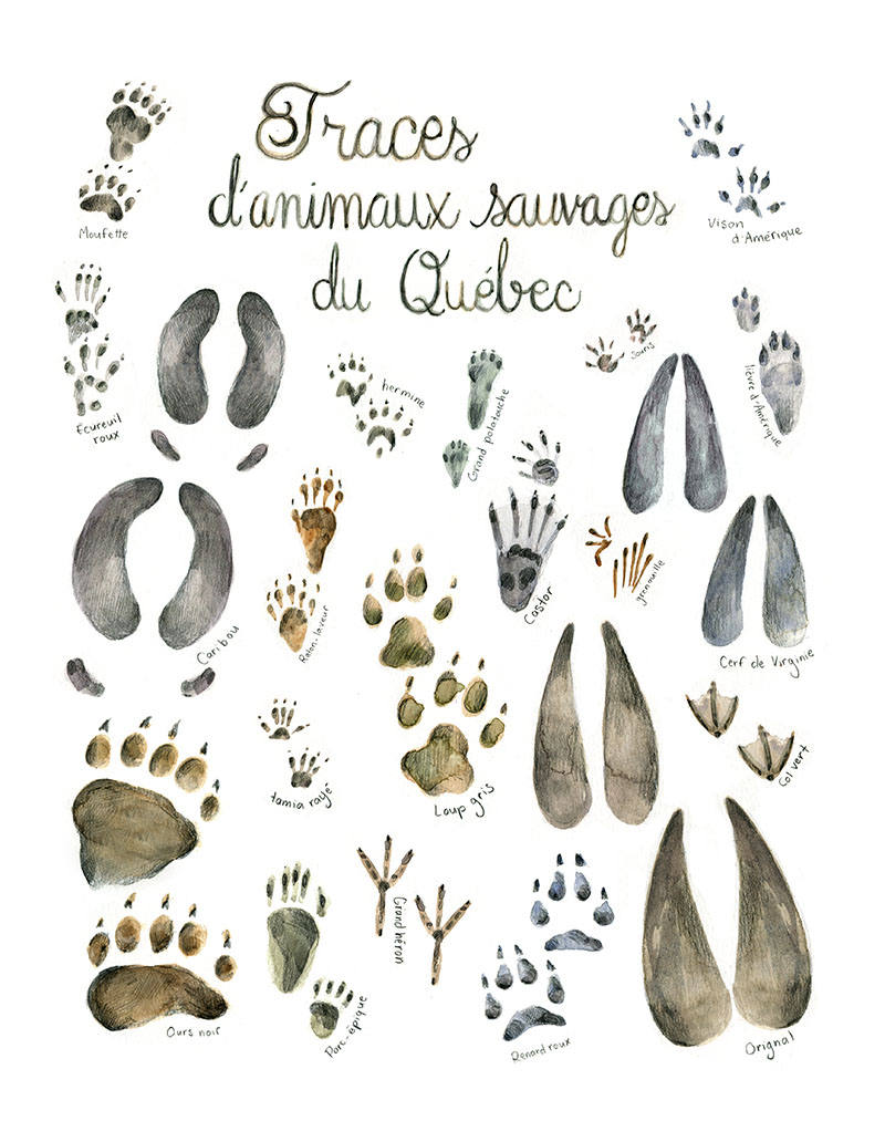 Affiche éducative Mathilde Cinq-Mars Traces d'animaux