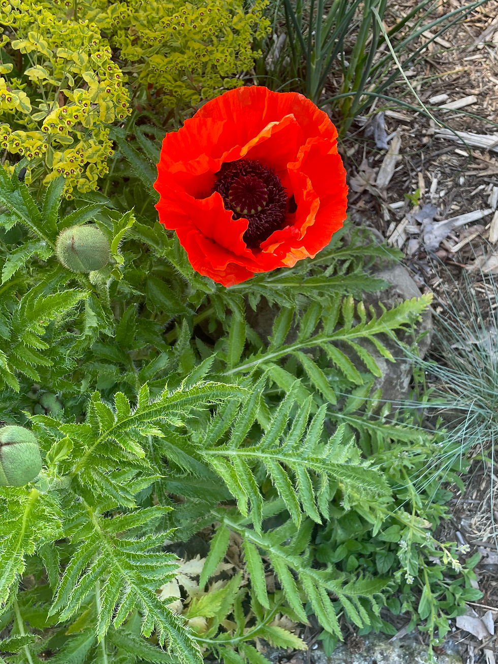 Thumbnail: Perennial Poppy