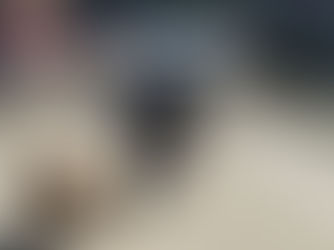 ZOONOSIS MUNICIPAL LABRÓ ACTAS DE INFRACCIÓN POR PERROS SUELTOS EN EL BARRIO 2 BANDERAS