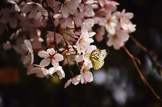 cherry2.jpg