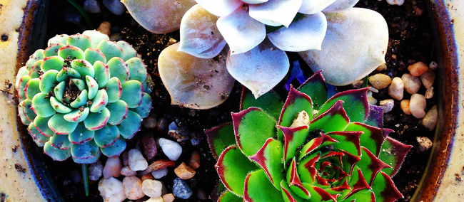 Project Made: Pretty Pot Plant