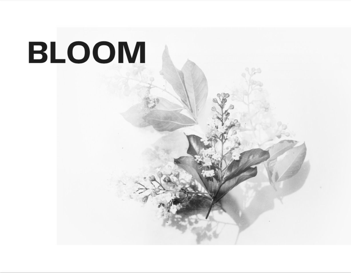 BLOOM Bible Study
