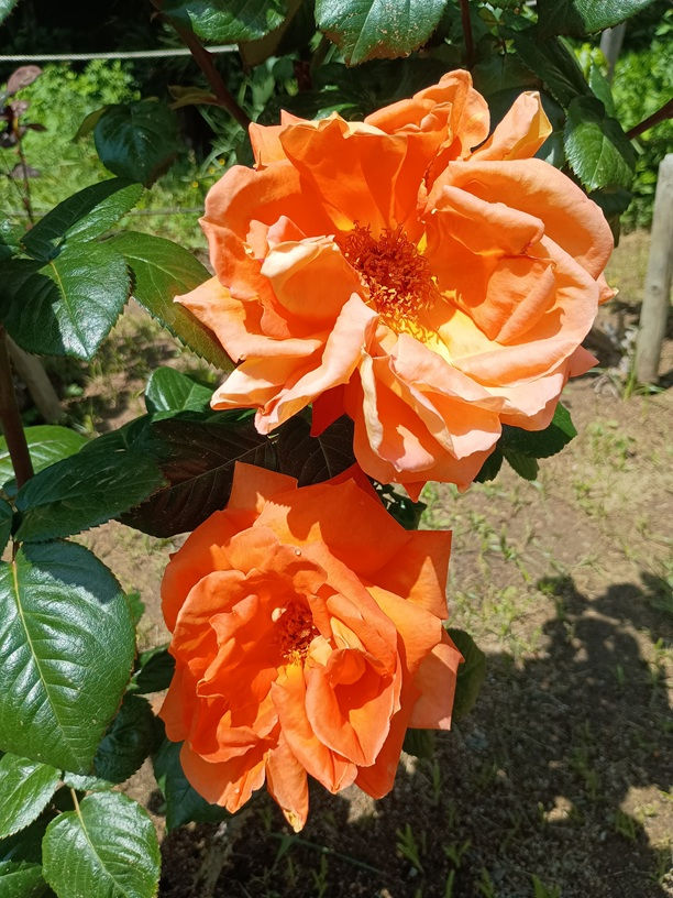 オレンジの薔薇　花言葉は信頼