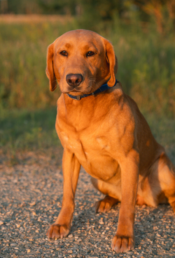 Golden Hour