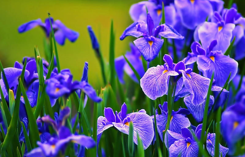 HD-wallpaper-blue-irises-pretty-iris-flowers-nature.jpg