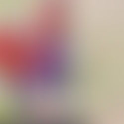 クラブとスクール