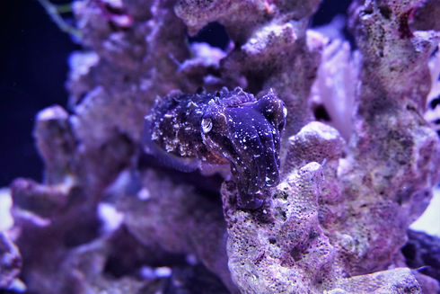 cuddlesfish 1.jpg