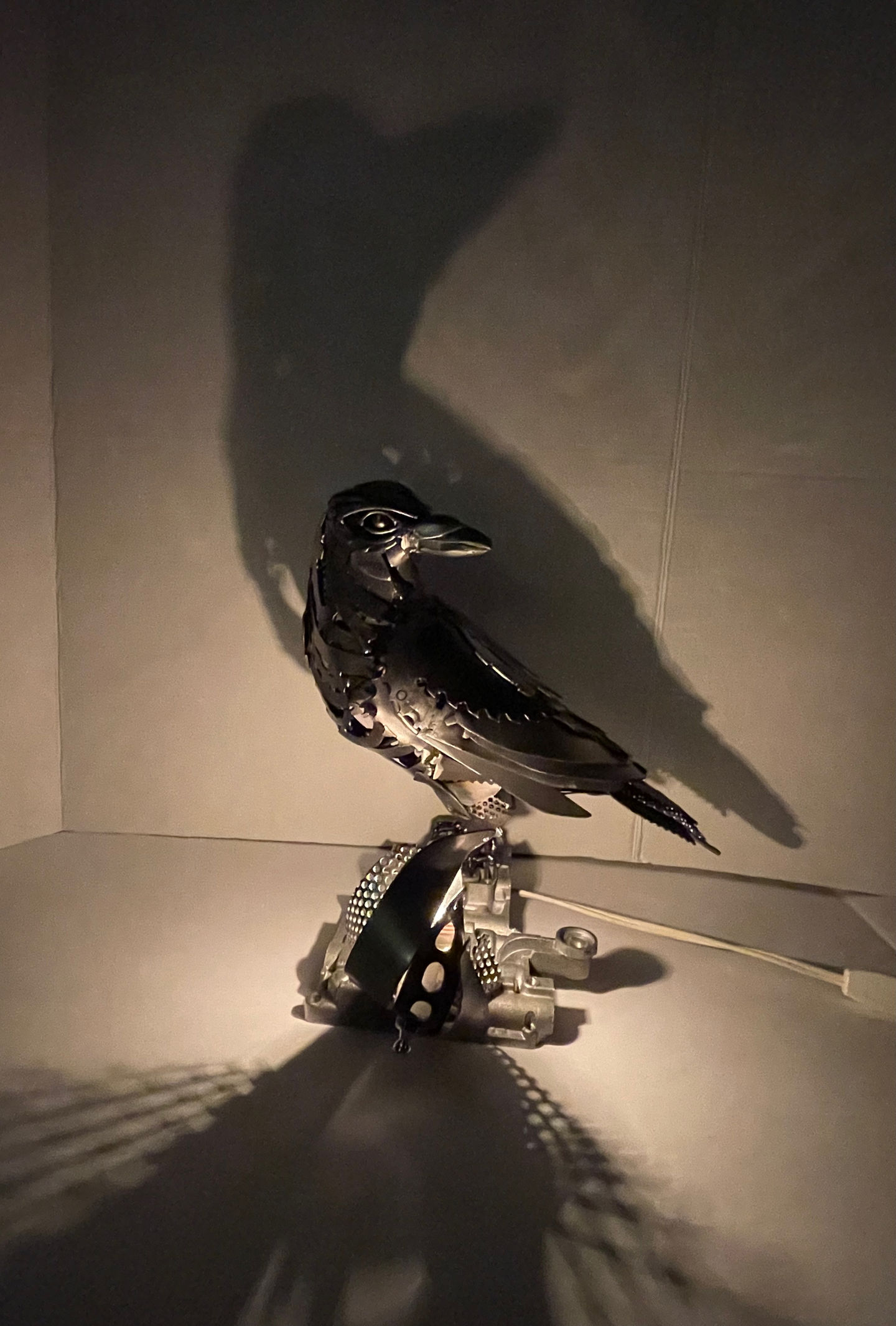 Crow with light - 4 of 5